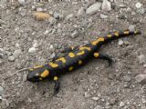 Salamandra škvrnitá (Salamandra salamandra), vzácny a chránený obojživelník je typický pre Štiavnické vrchy.  © Ing. Peter Kálman