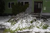 30.1.2015 - Hlohovec: Strom spadnutý na Vinohradskej ulici nespôsobil škodu, © Ľudovít LACKO