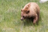 Medveď škoricový; jún 2015 © Tomáš Votava