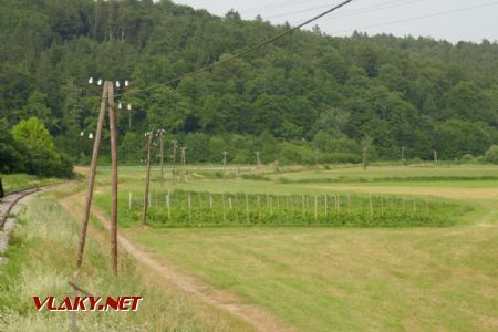 Telegrafní dráty podél trati Trebnje – Sevnica, 20. 6. 2021 © Libor Peltan