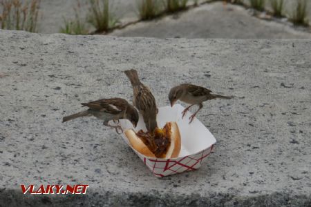 Filadelfie: fastfood pro vrabce, 31. 7. 2022 © Libor Peltan
