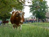 Toto táto krava z Radošiny ešte asi nevidela, 5.5.2007, © Karel Furiš