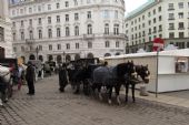 15.12.2015 - Vídeň: utrápení koně, kteří měli u konečníku pytlík na exkrementy © Dominik Havel