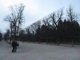 15.12.2015 - Vídeň: Schönbrunn, stromy jak podle pravítka nejsou vadou fotografie © Dominik Havel