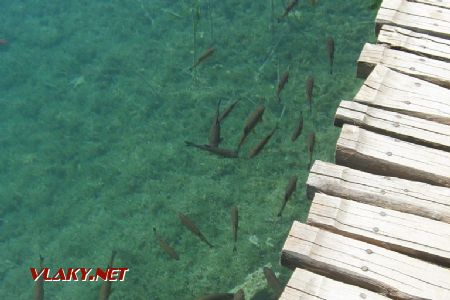 20.06.2017 - Polokrotké ryby čakajúce na turistov s jedlom v NP Plitvické jazerá © Oliver Dučák