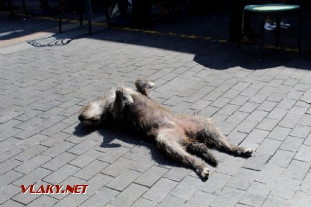 17.8.2019, Ani miestne psy nezvládajú krétske horúčavy © Alexandra Michelčíková