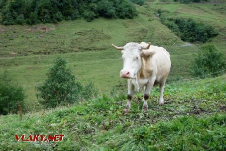 Planalp - Brienz, kravy sa ešte pasú aj na kopci, 7.9.2019 © Juraj Földes
