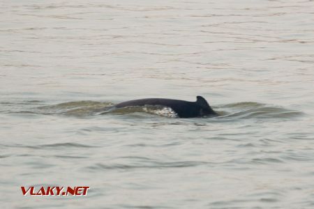 Marec 2020 - Riečny delfín čo nepostojí, Irrawaddy © Tomáš Votava