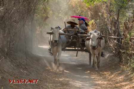 Marec 2020 - Na kravách, oblasť Bagan © Tomáš Votava