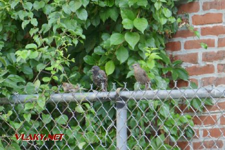 Filadelfie: dva špačci a jeden vrabec, 31. 7. 2022 © Libor Peltan