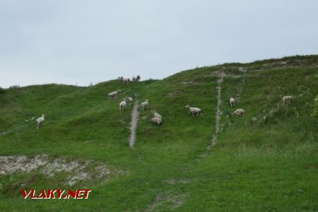 Knighton: veřejný průchod se stádem ovcí, 18. 6. 2022 © Libor Peltan